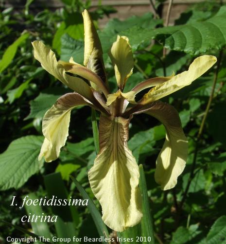 foetidissima citrina (3)